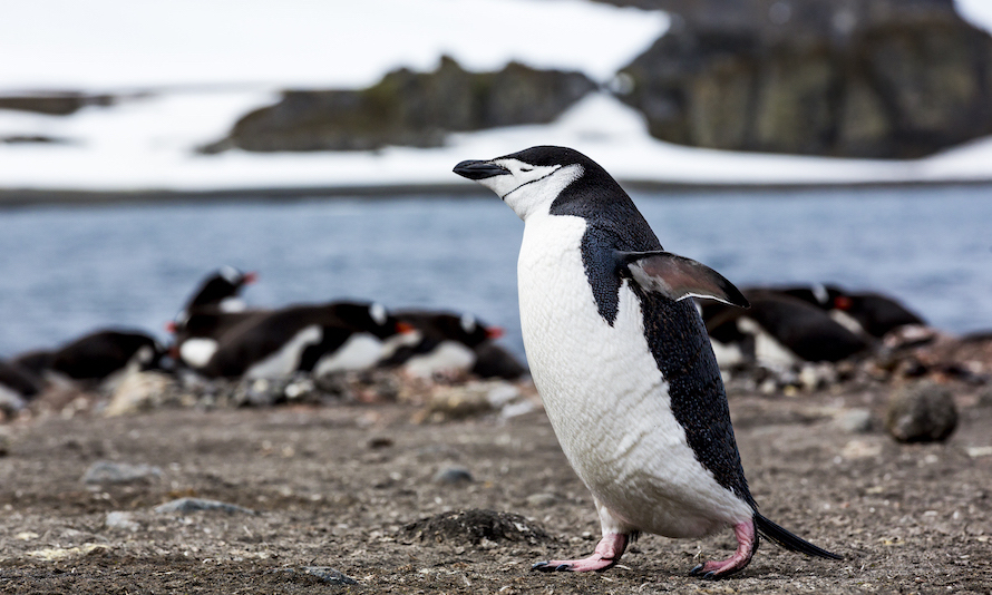 Chinstrap penguin