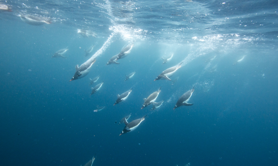 Penguins