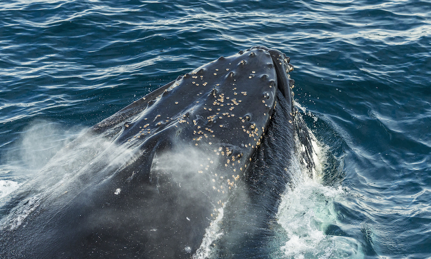 Humpback whale