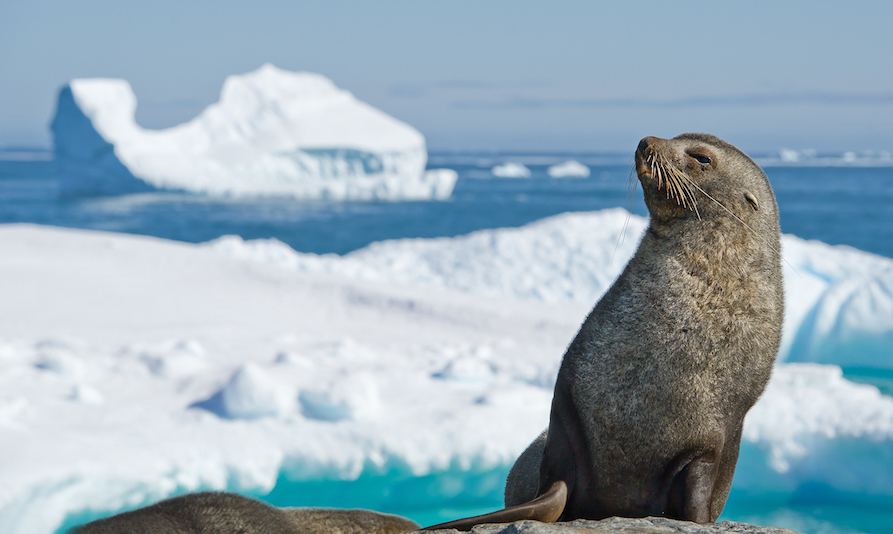 Fur seal