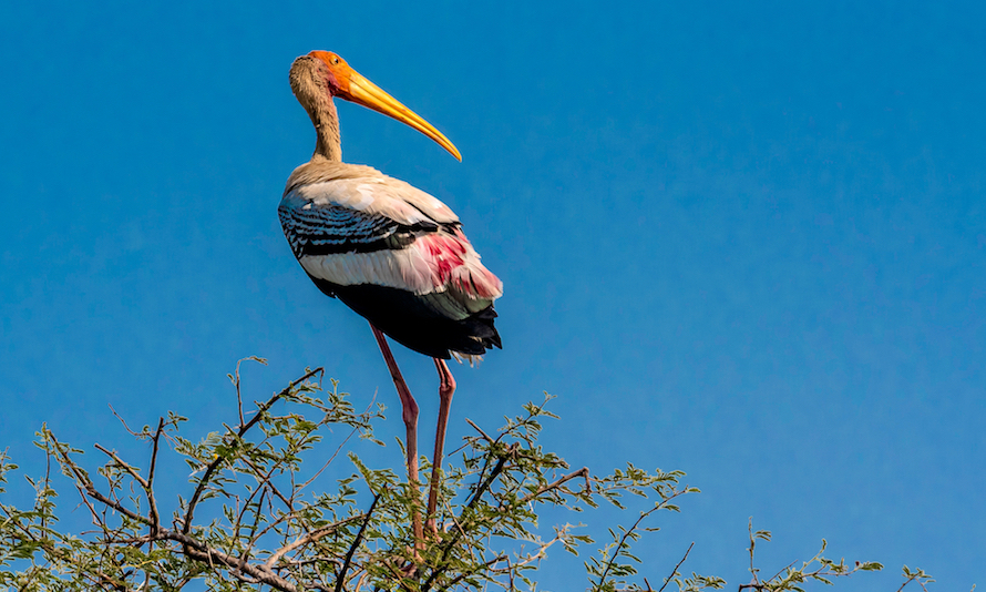Bharatpur