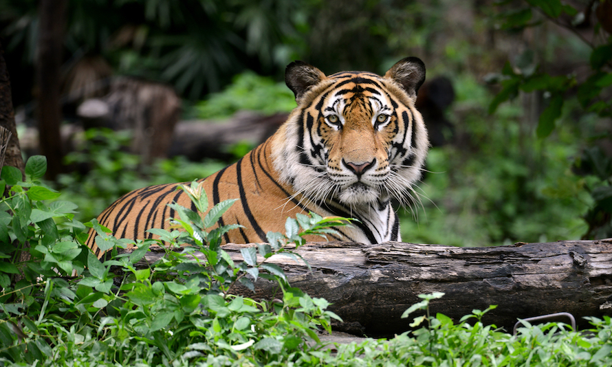 Tiger in Ranthambore