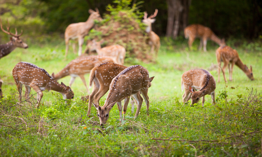 Yala National Park Safari