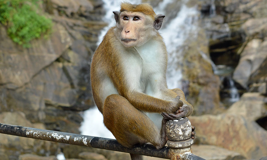 Sri Lankan Locals