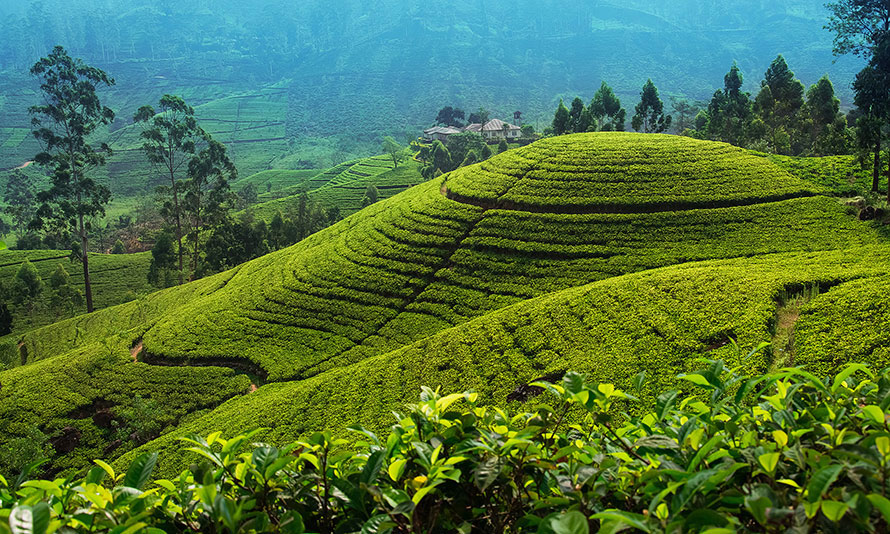 Nuwara Eliya
