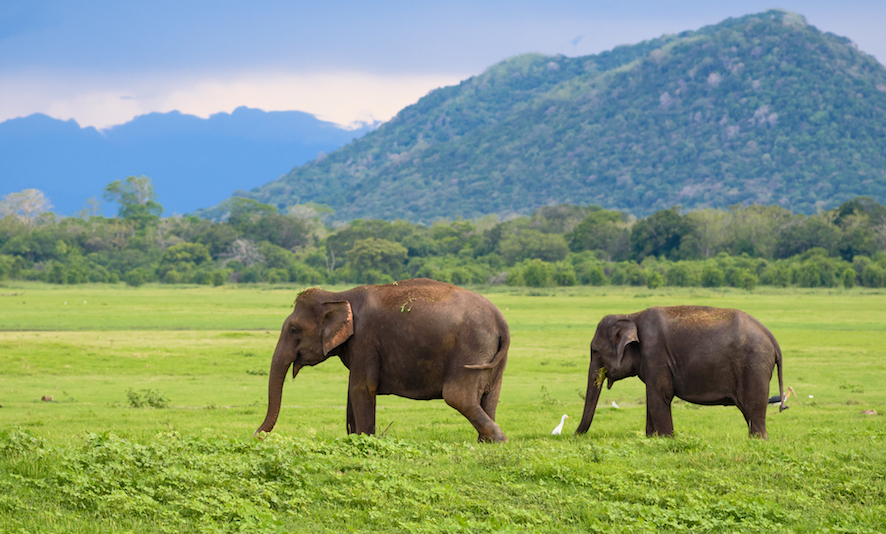 Minneriya NP elephants *optional tour