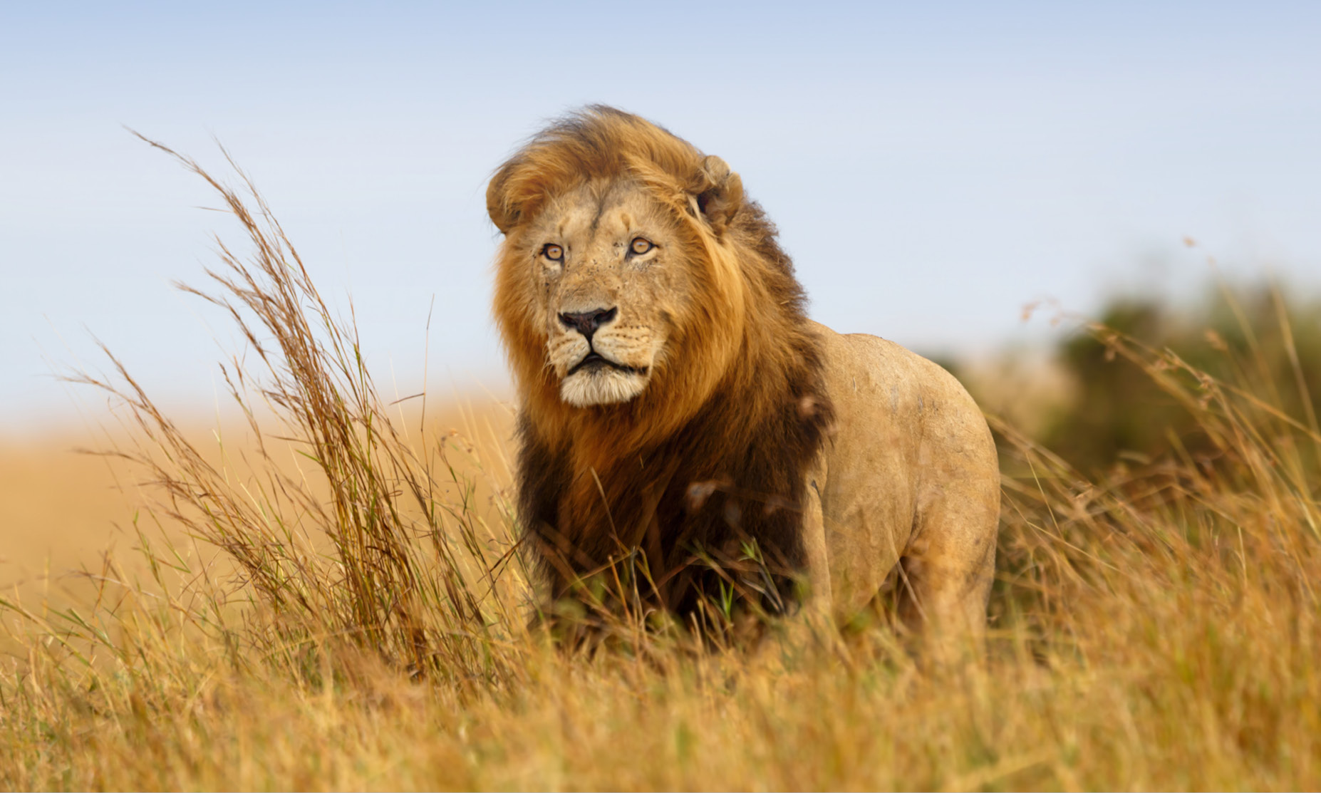 Five Star African Safari