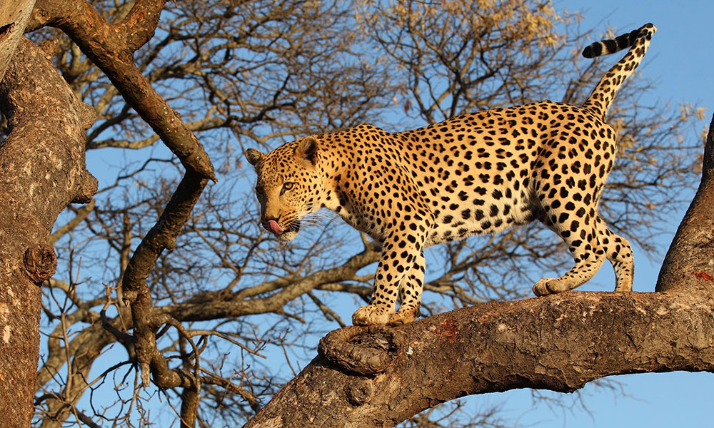 Leopard