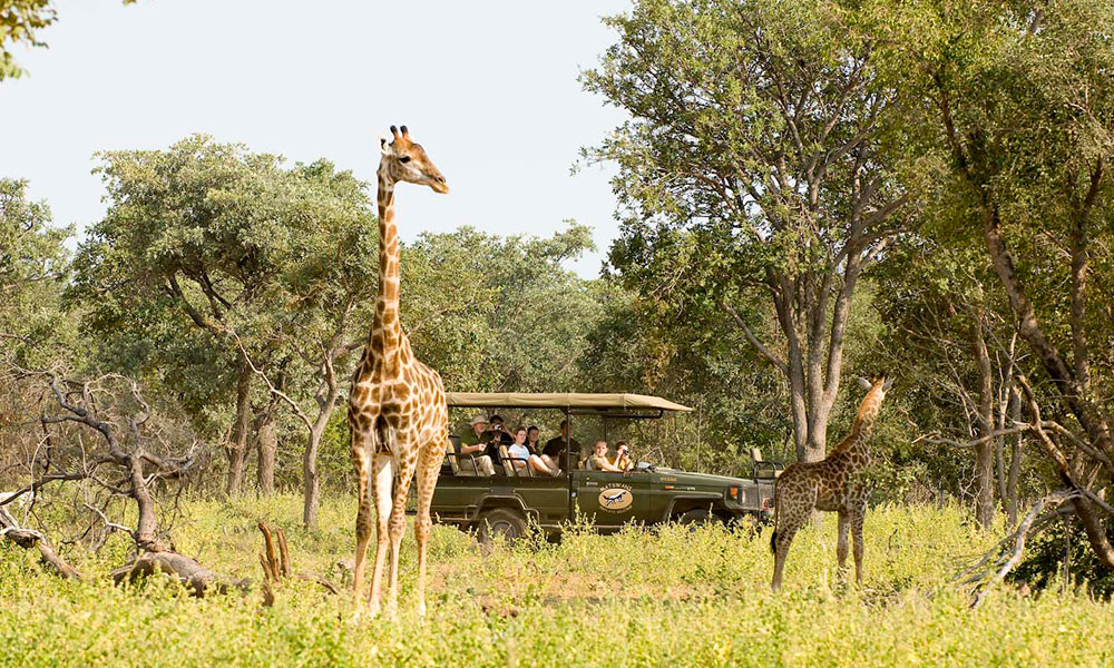 Wildlife spotting on safari