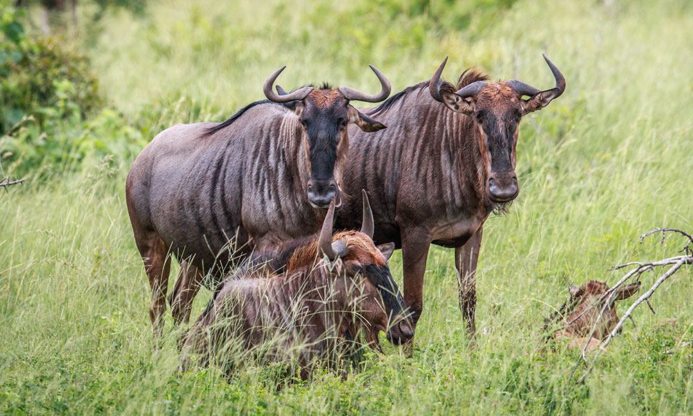 Wildebeest