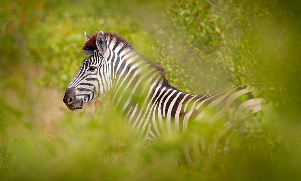 Zebra