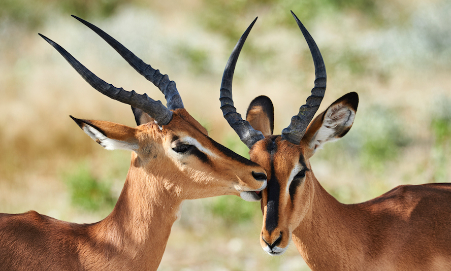Impala