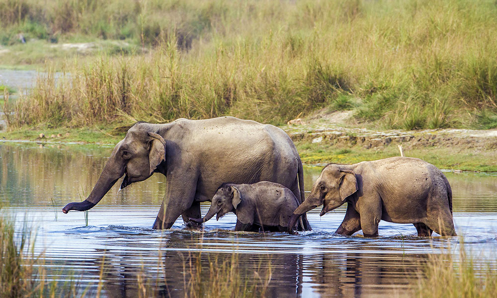 Elephants in Chitwan National Park