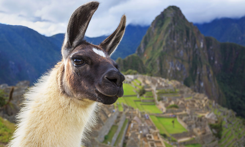 Machu Picchu