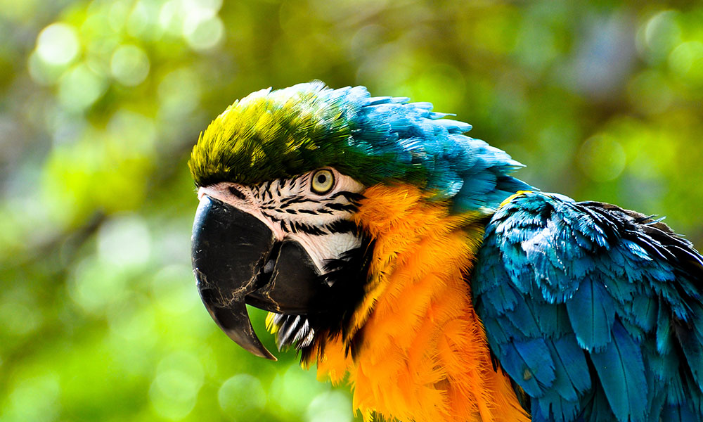 A vibrant macaw