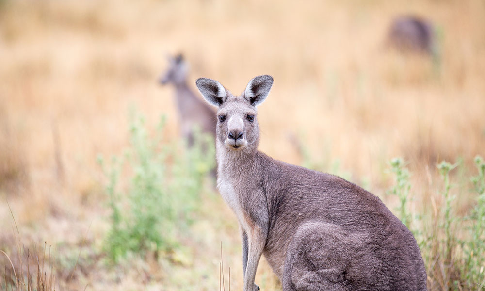 Kangaroos in the Grampians