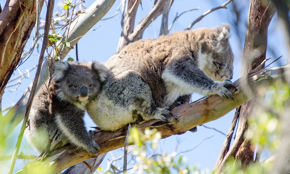 Koalas at Kennett River. Credit: Visit Victoria / Darren Donlen