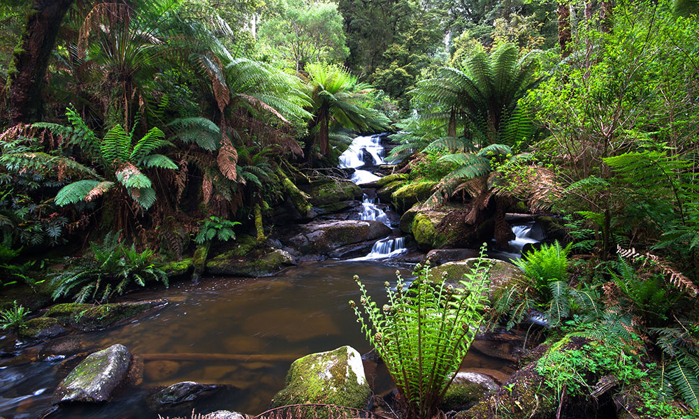 Otway Rainforest