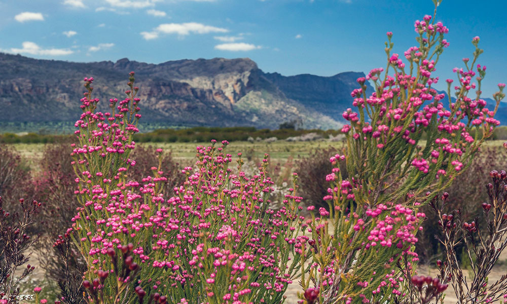 Grampians wildflowers. Credit: Visit Victoria / Christine OConnell