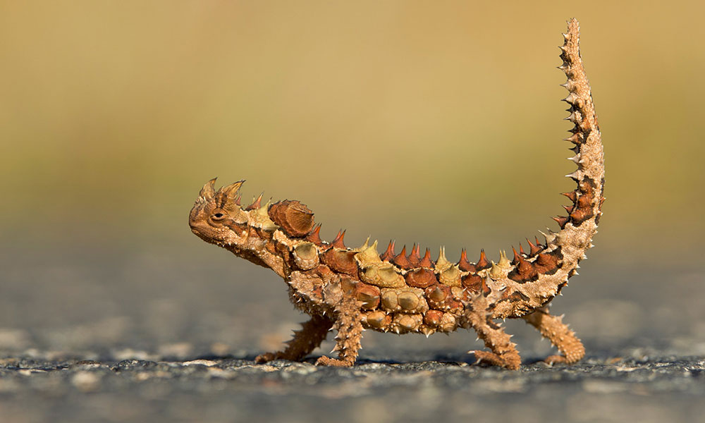 Thorny Devil