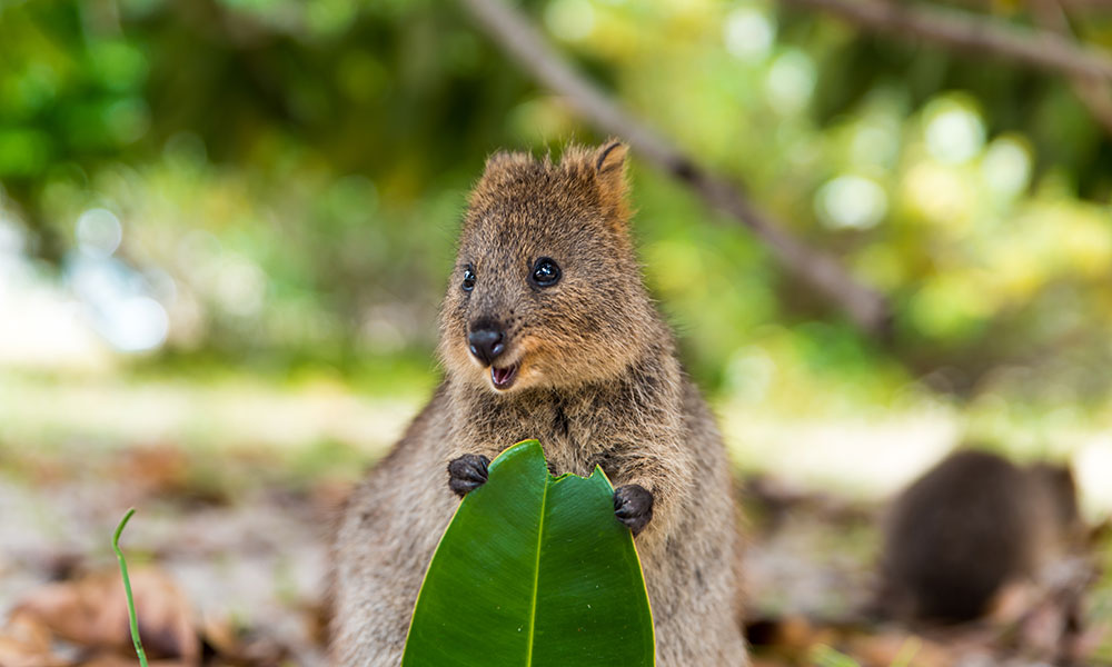 Baby quokka