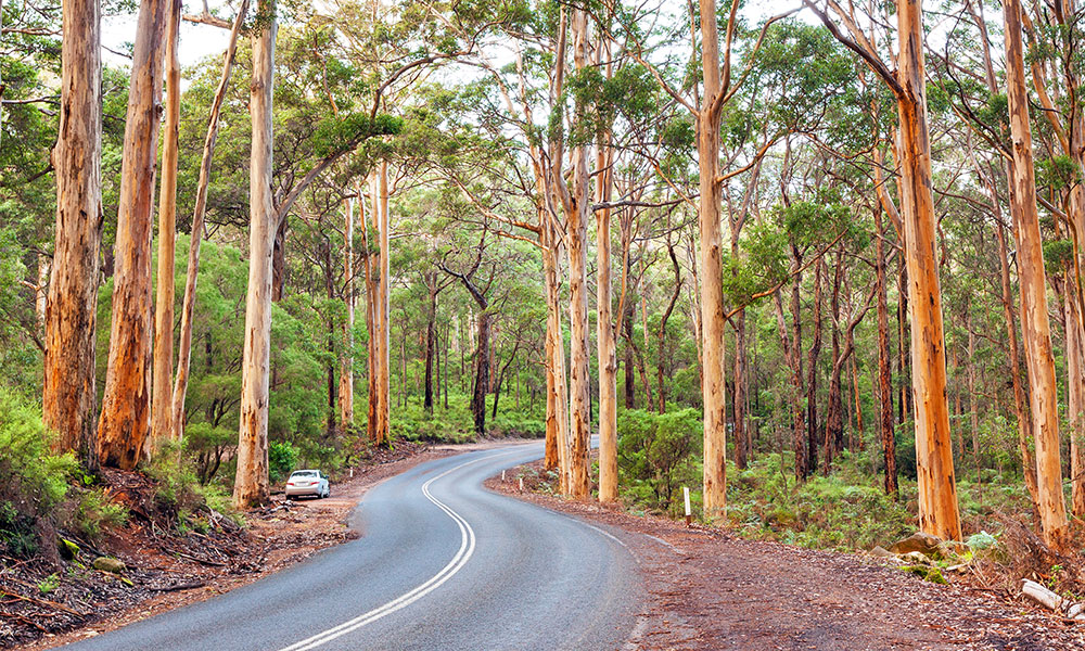 Boranup Forest