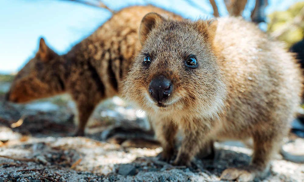 Quokkas