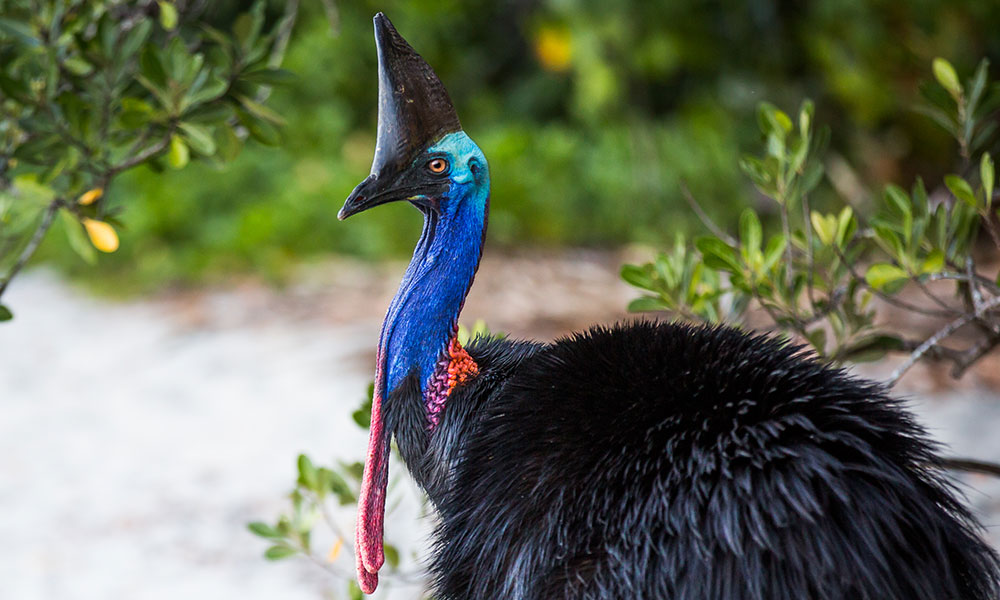 A Cassowary in the Daintree