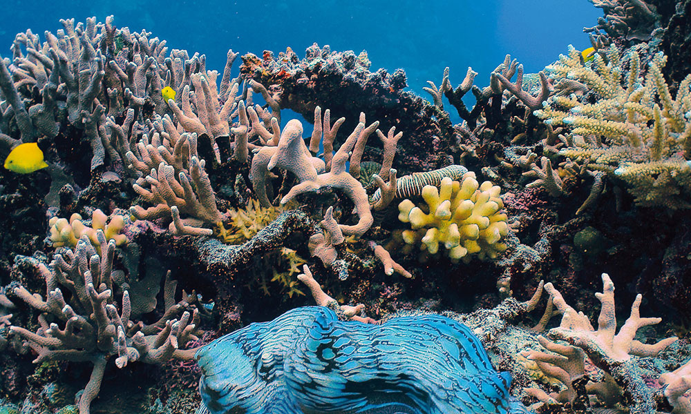 Coral Garden