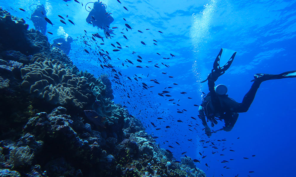 Scuba diving at Osprey Reef