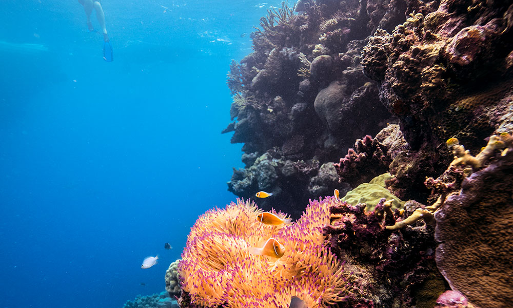 Snorkelling on the Great Barrier Reef