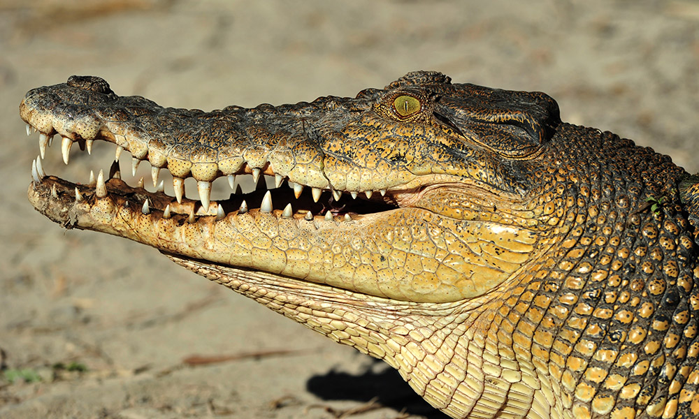 Saltwater crocodile