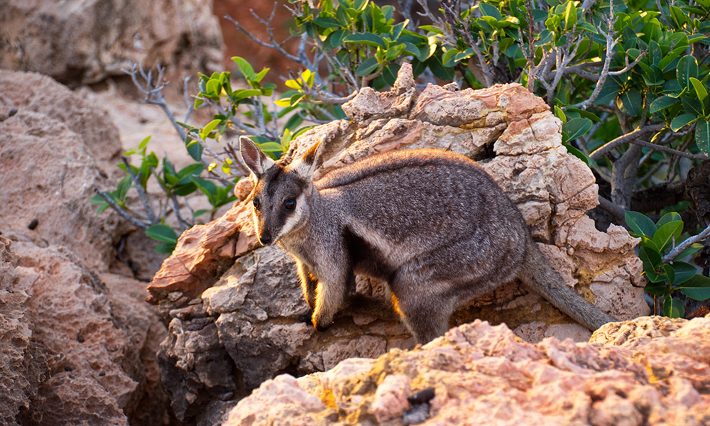 Black footed rock wallaby