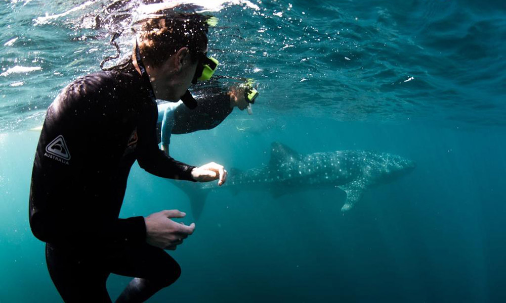 Optional Activity: Ningaloo whale shark snorkelling