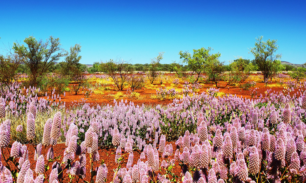 Wildflowers in Karijini National Park
