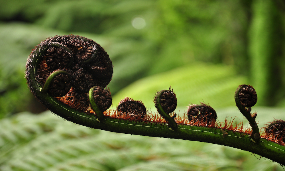 Silver Fern