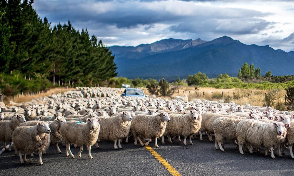 Peak hour in Te Anau