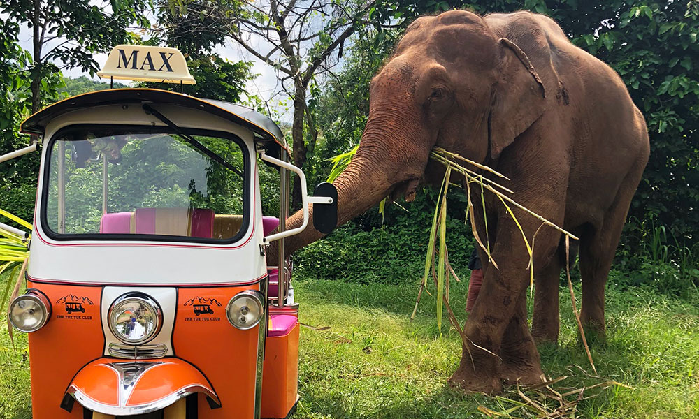 Visit an elephant home