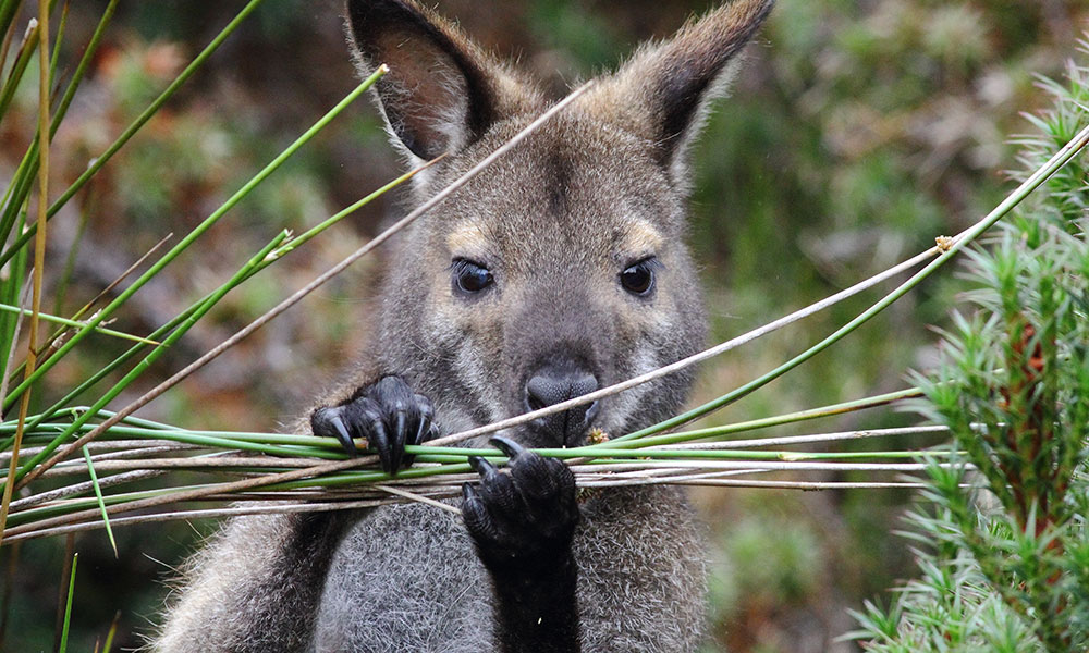 Bennett's Wallaby in Cradle Mountain