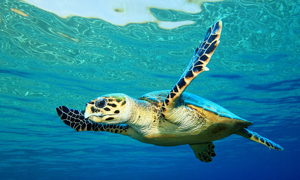 Visit a hawksbill turtle sanctuary