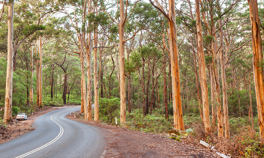 The Karri trees of Boranup