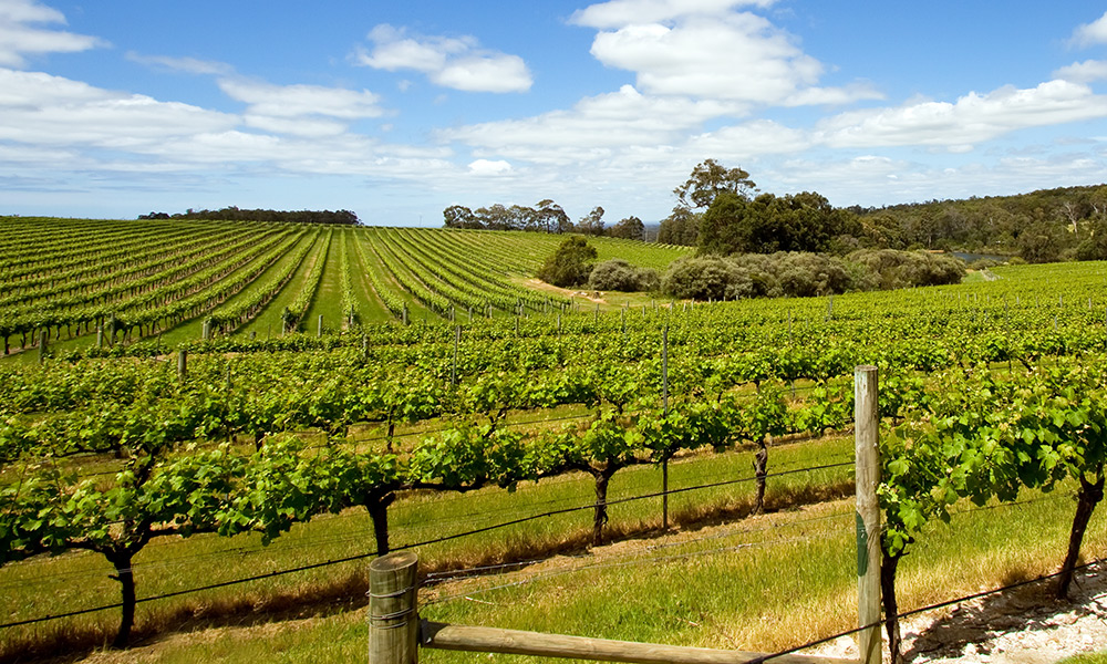 Margaret River wine region