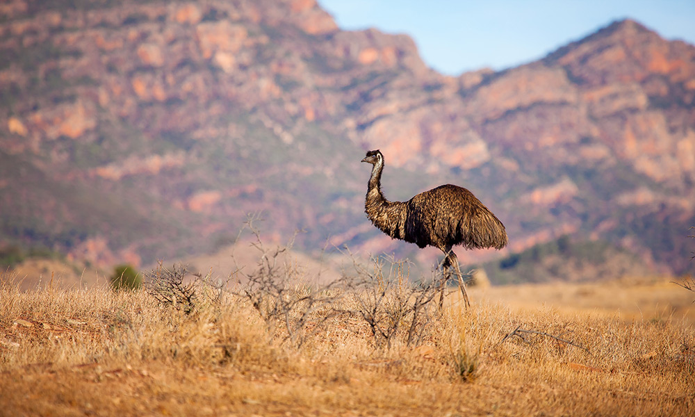 Flinders Ranges