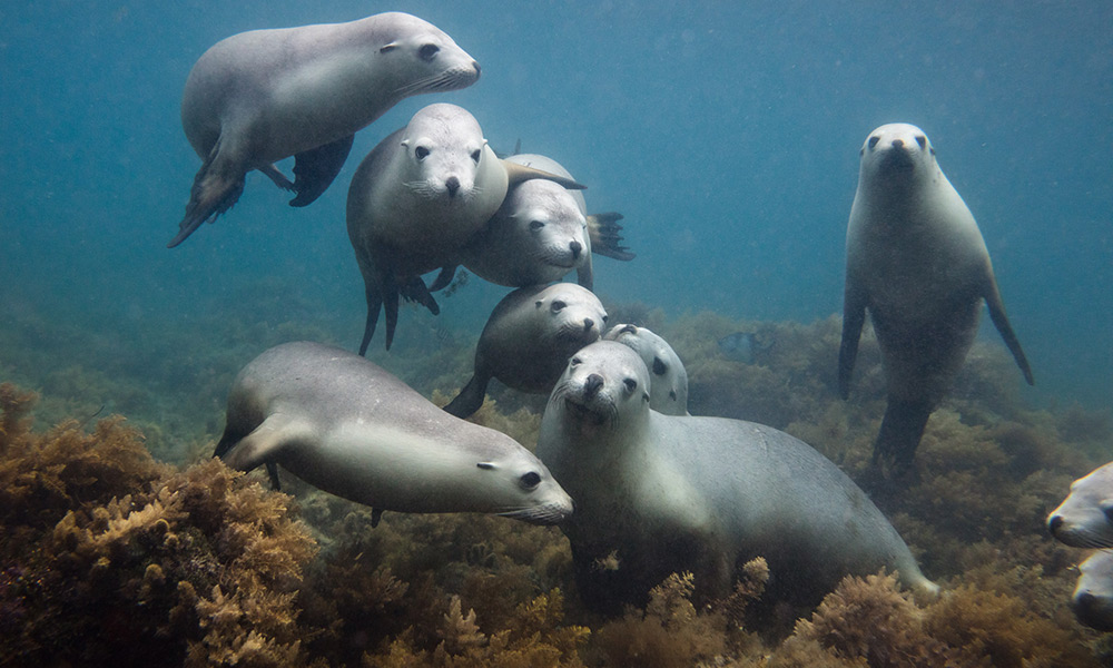 Optional sea lion snorkelling