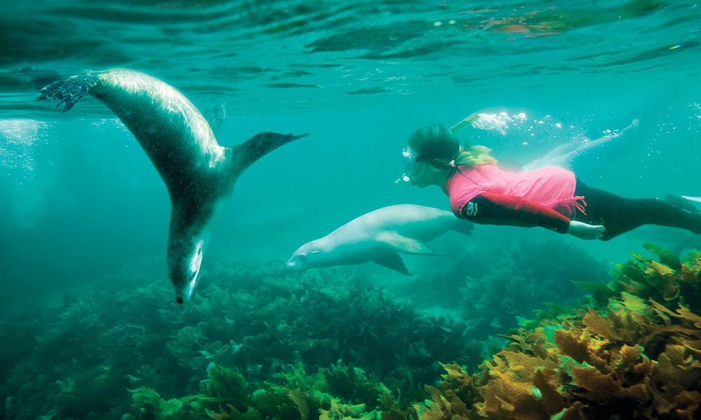 Optional sea lion snorkelling