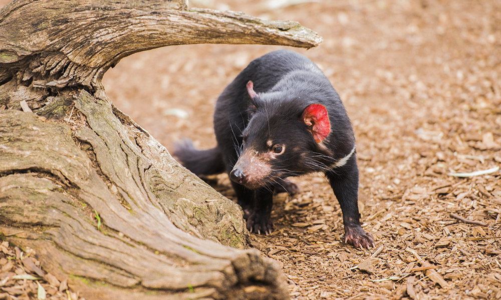 Tassie Devil