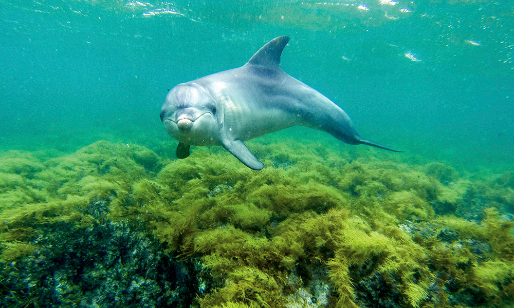 A dolphin in Baird Bay