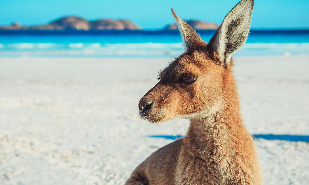 Kangaroo on the beach at Lucky Bay