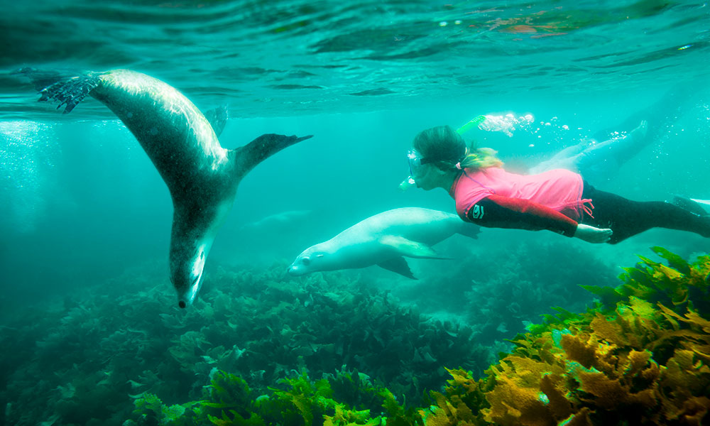 Sea lions in Baird Bay