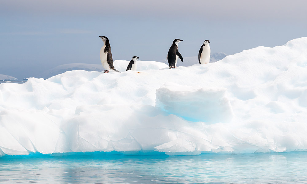 Chinstrap Penguins